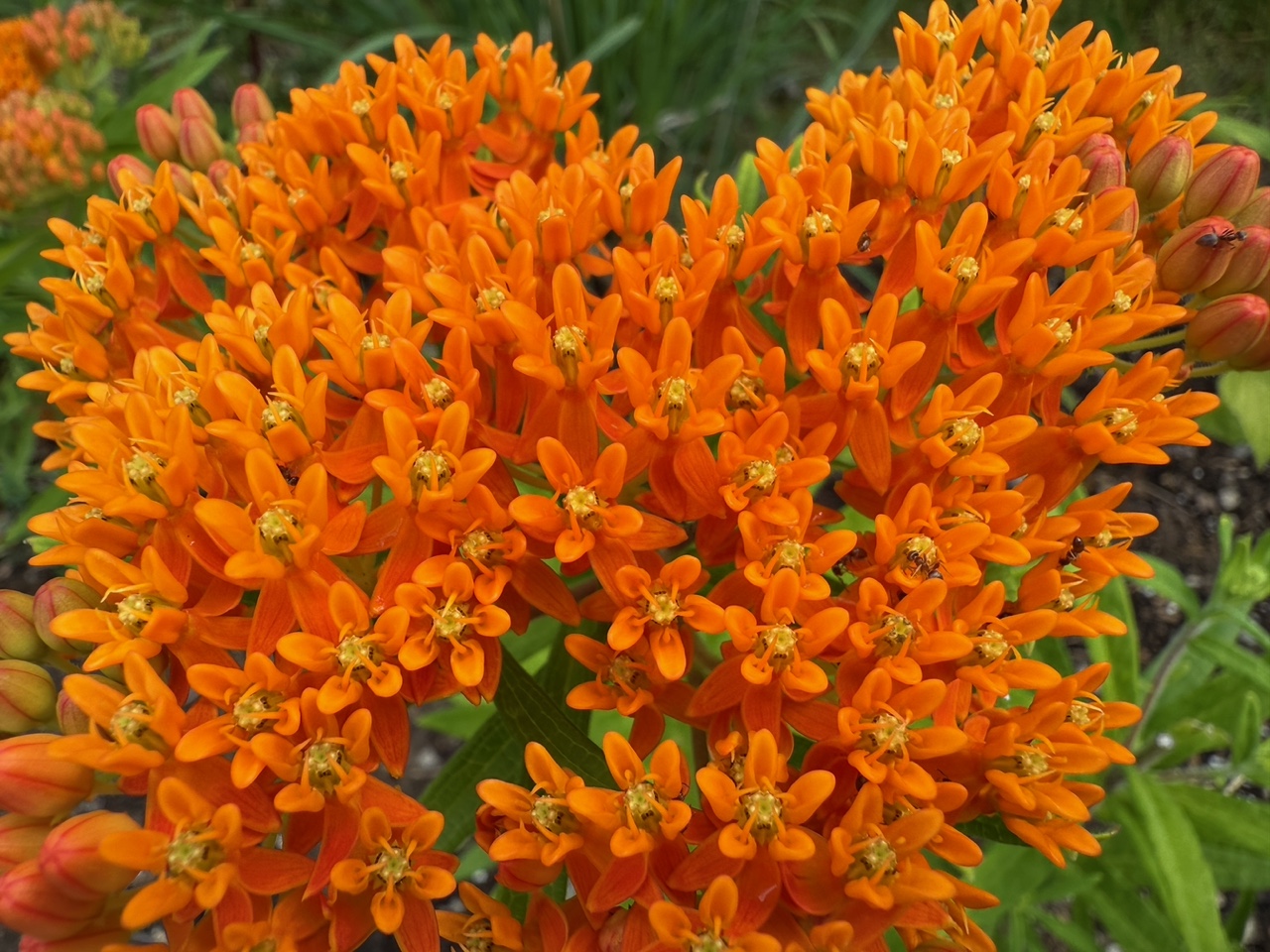 Butterfly Milkweed