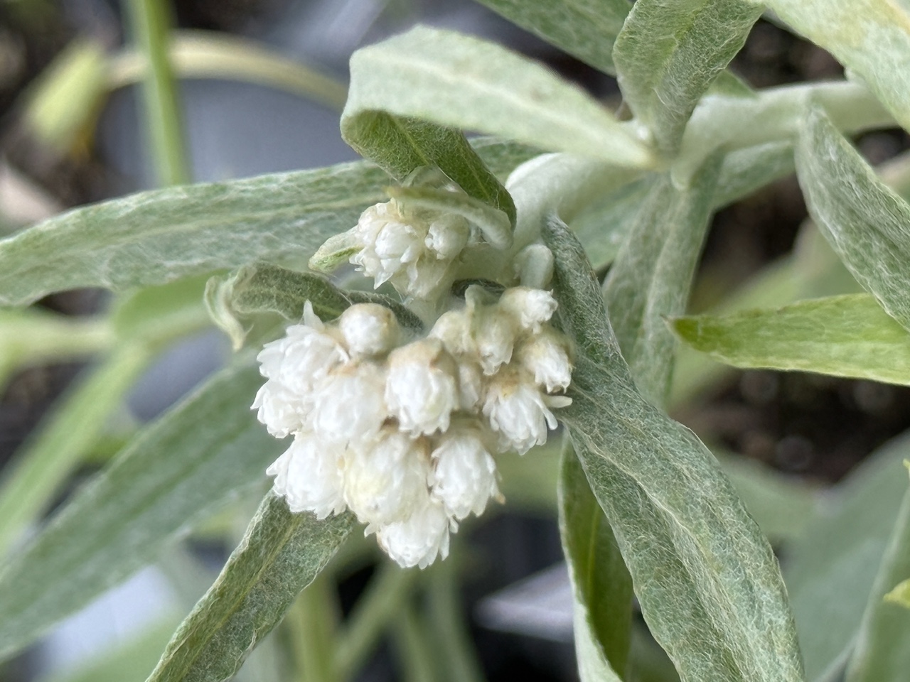 Pearly Everlasting