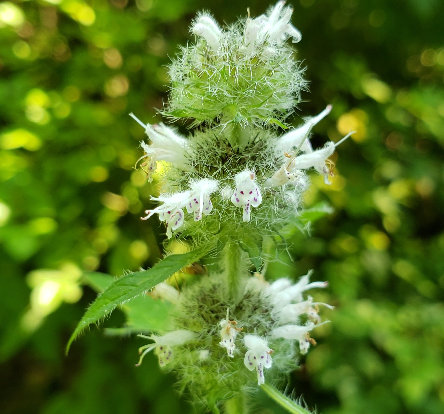 Hair Wood Mint