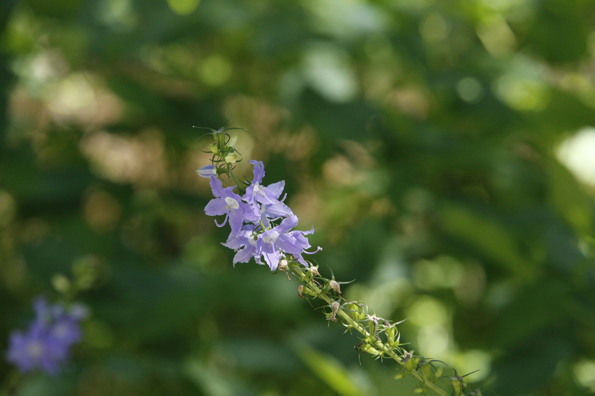 Tall Bellflower
