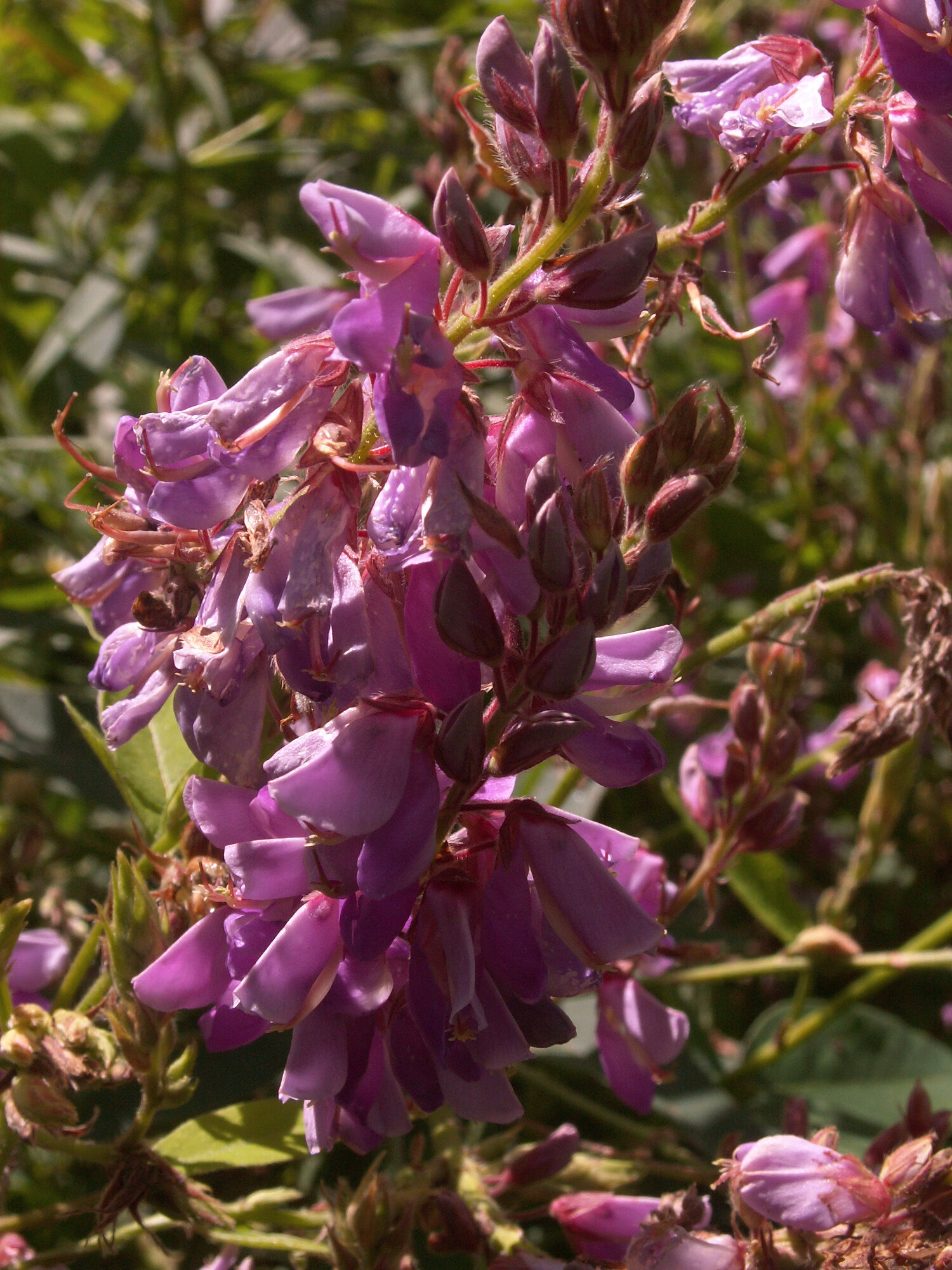 Showy Tick Trefoil
