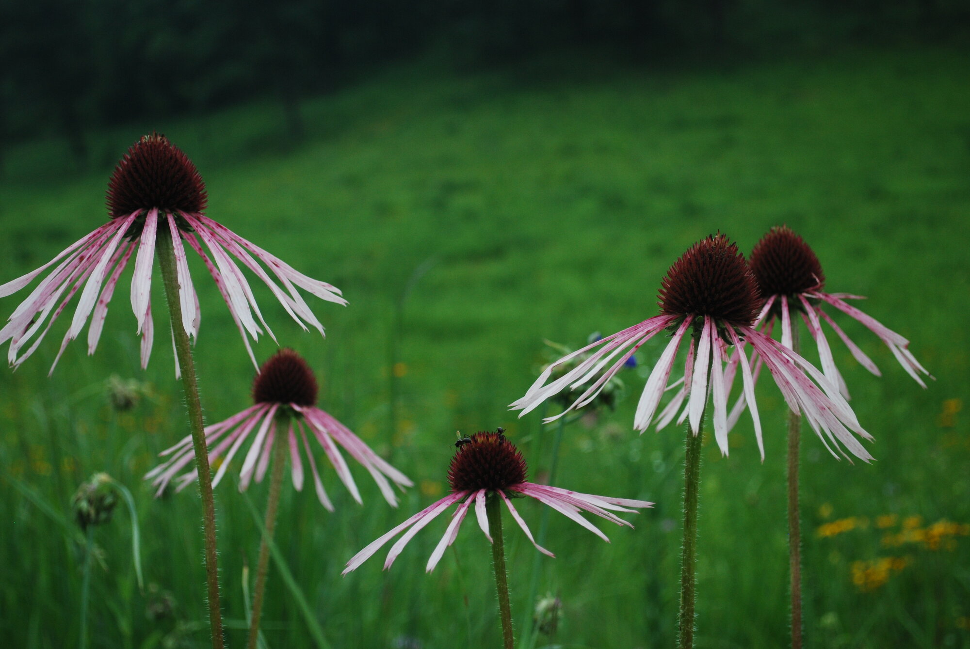 Pale Purple Coneflower