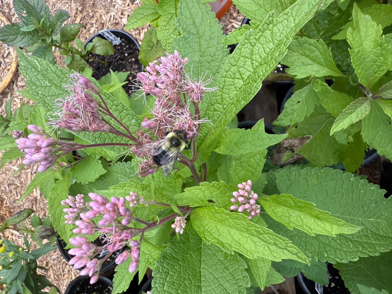 Spotted Joe Pye Weed