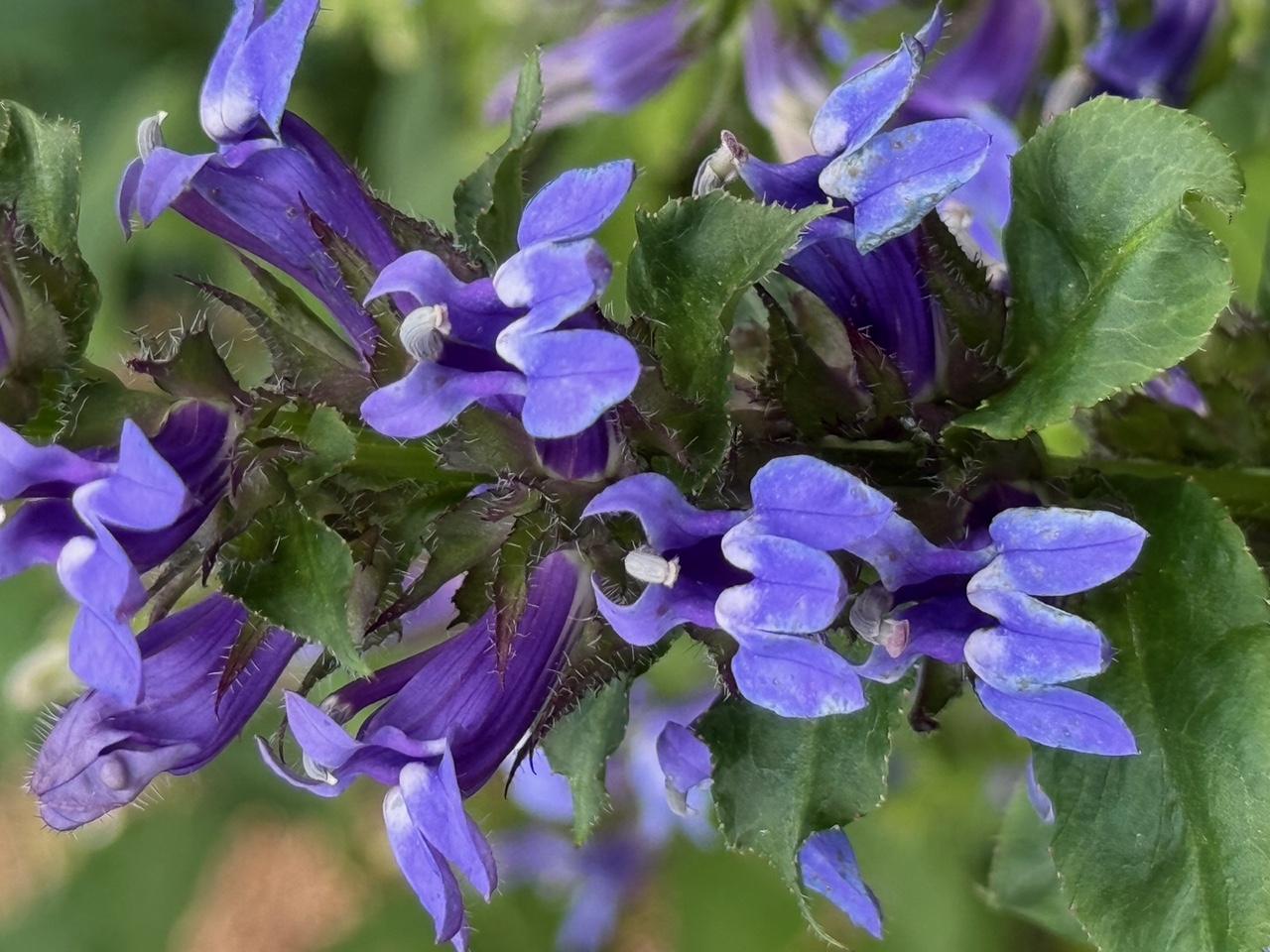 Great Blue Lobelia