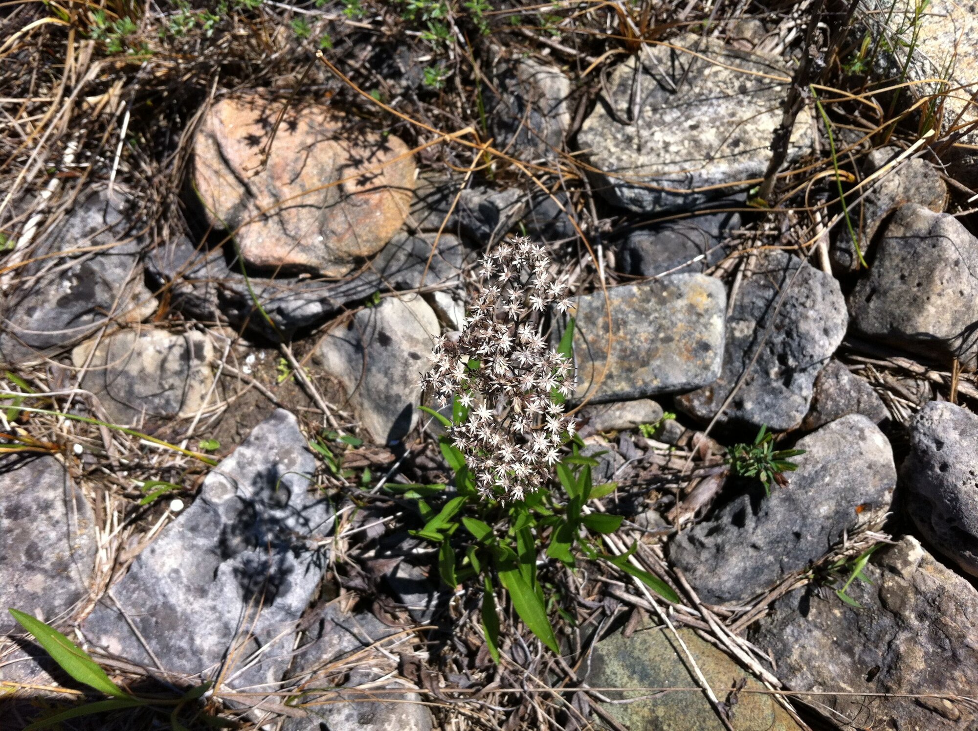 Upland White Goldenrod