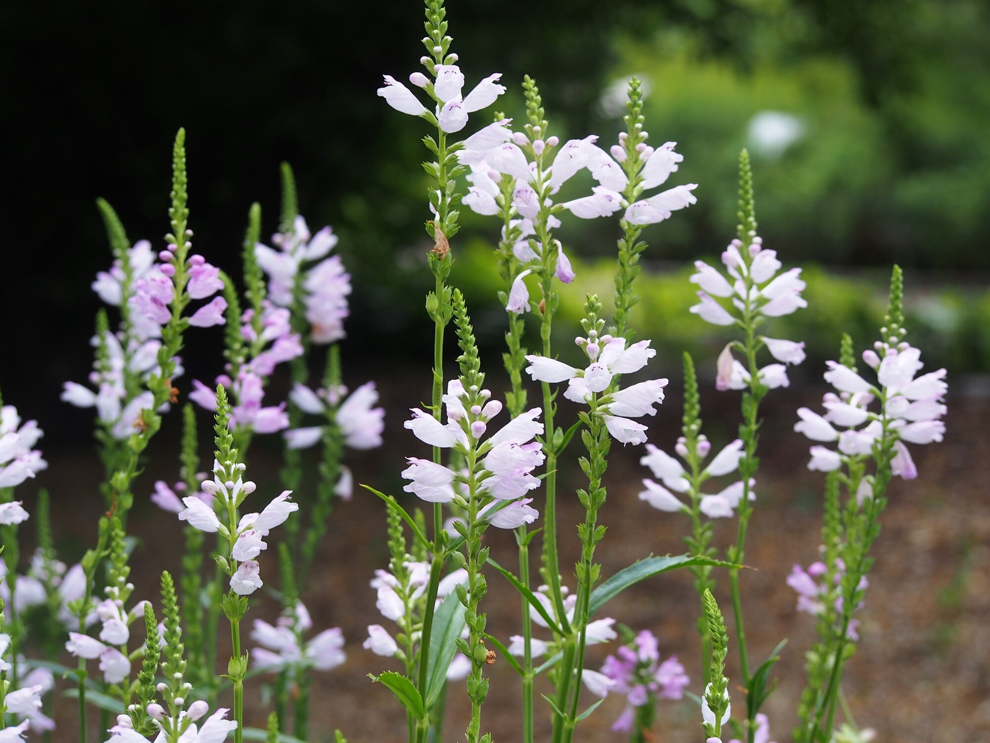 Obedient Plant