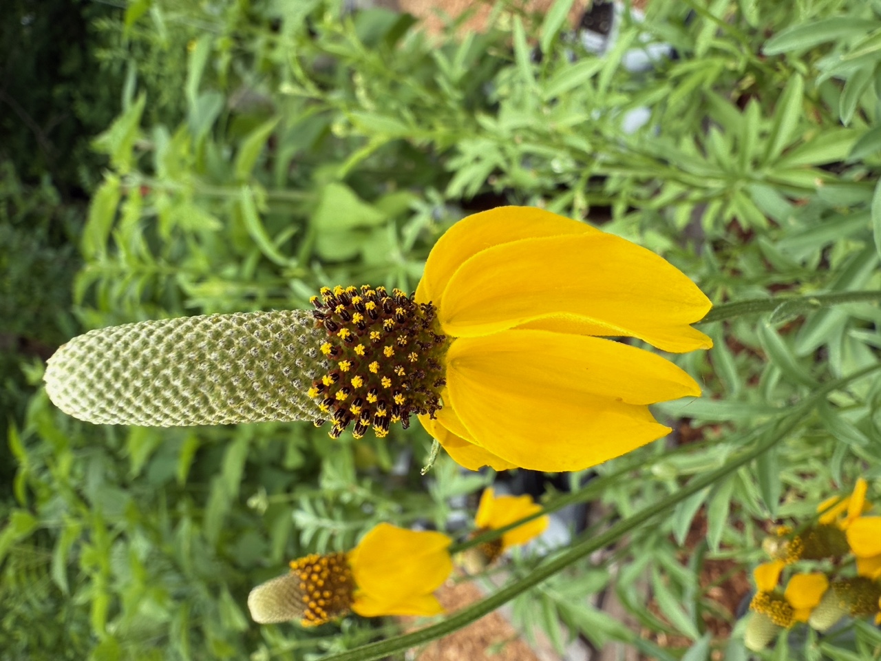 Prairie Coneflower