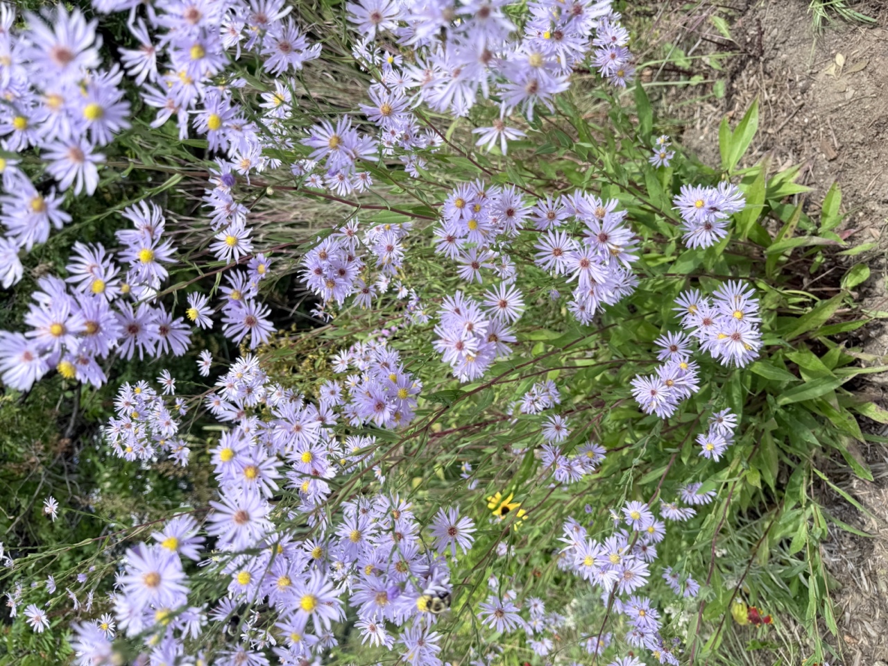 Smooth Blue Aster